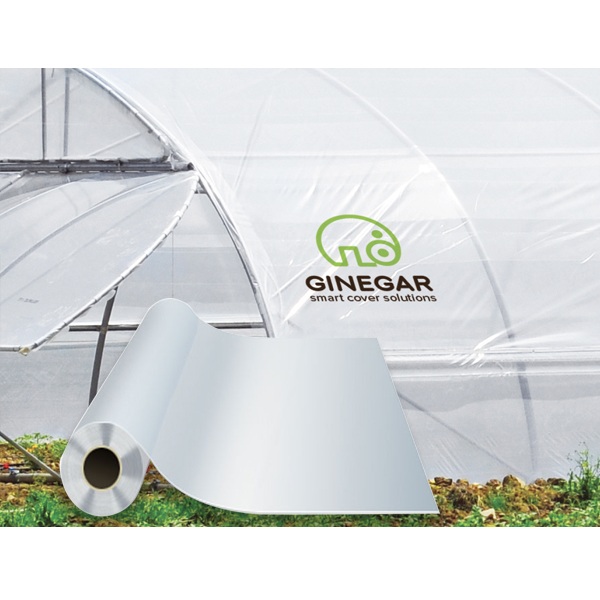 MÀNG KÍNH KHỔ 6MX100M GINEGAR ISRAEL 